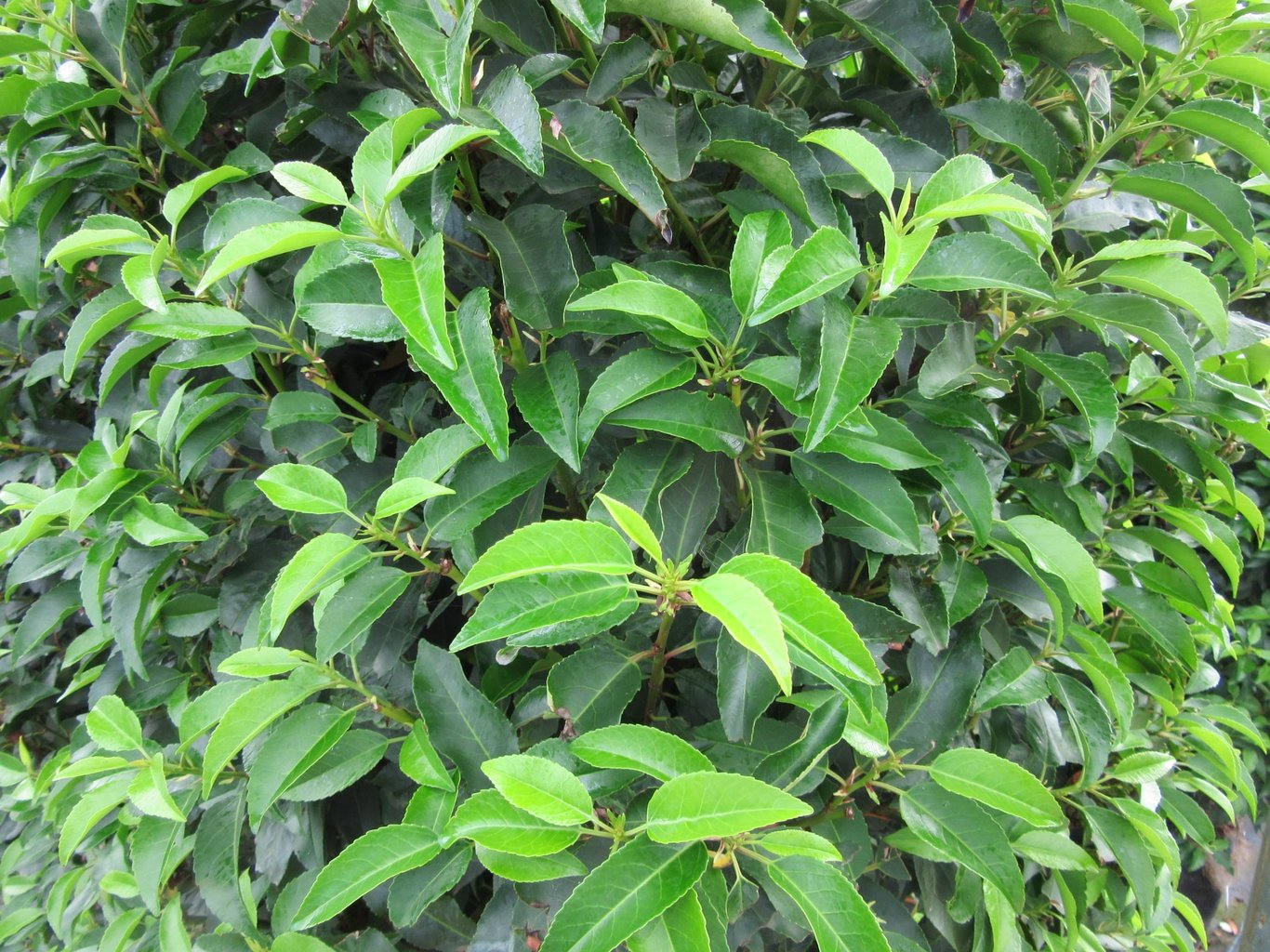 Prunus lus. 'Angustifolia' - 30-50 CM bare root /1/2